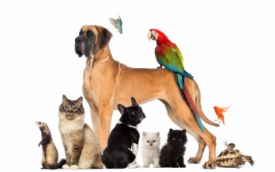 Things To Consider If You Are a Senior Thinking About Getting a Dog